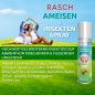 Preview: Rasch Home Defender - Ameisen Power Spray | Effektive und sichere Bekämpfung von Ameisen und Anderen Insekten | Ameisenspray gegen Ameisen und Ameisennester | 400 ml